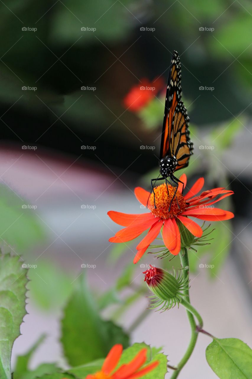 A ballerina butterfly, monarch balancing atop a flower macro closeup