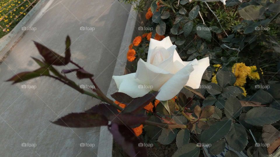 Beautiful white rose. In garden