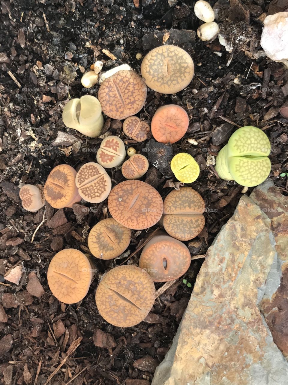 Succulent- live stone 