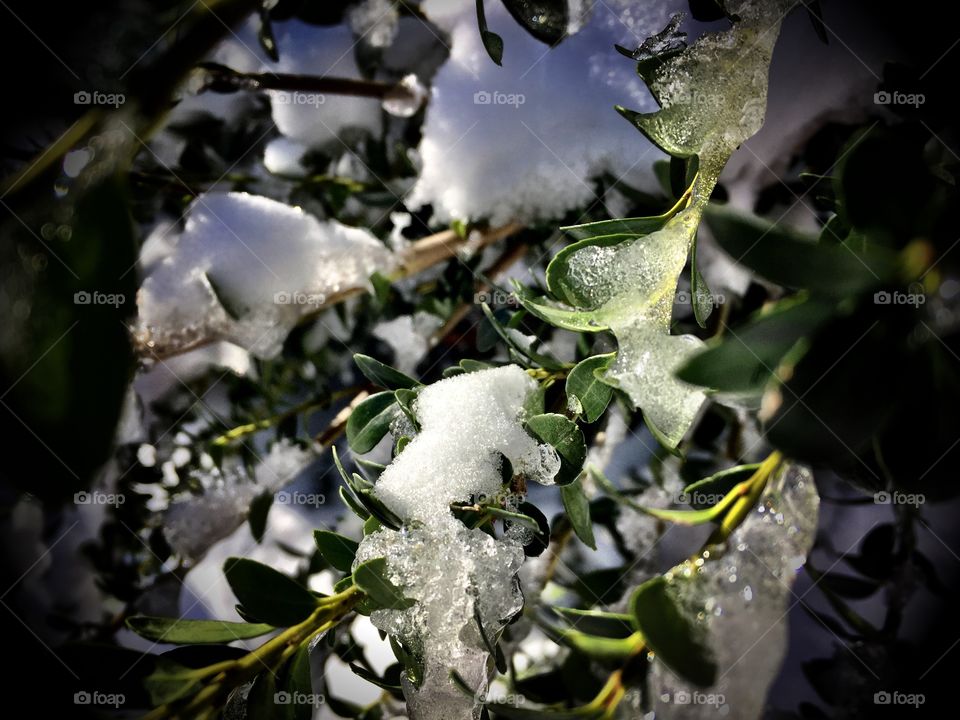Winter,snow, ice ,shrub light