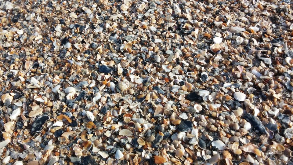 Sea Shell Sand