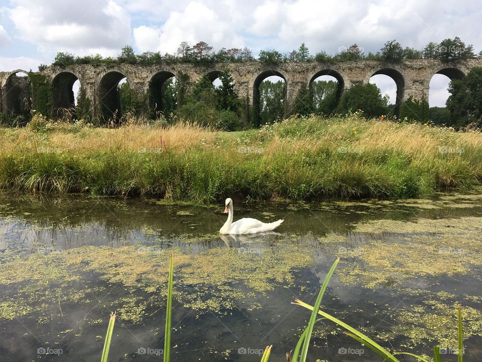 Lonely swan in beautiful and original landscape 