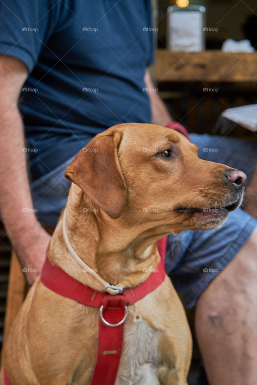 Labrador retriever with his owner in a street Cafe
