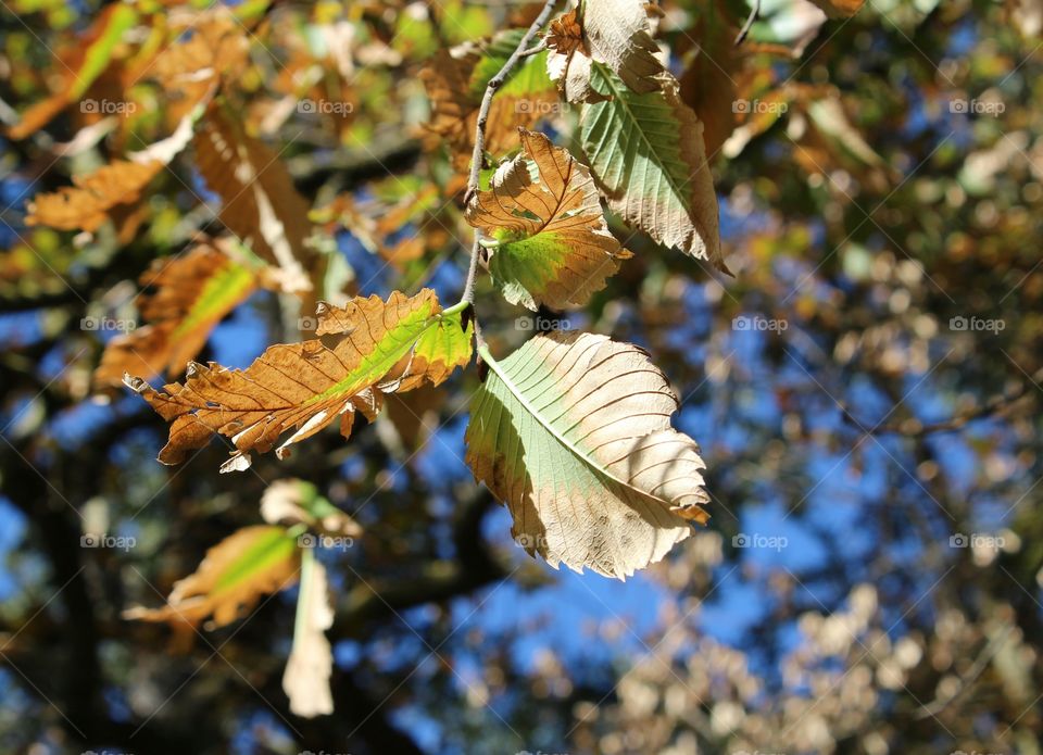 Leaf, Nature, Tree, Fall, Season