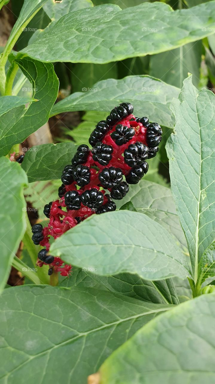 black berries on pink branch