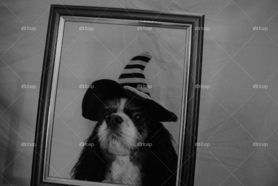 Wizard dog in black and white. 