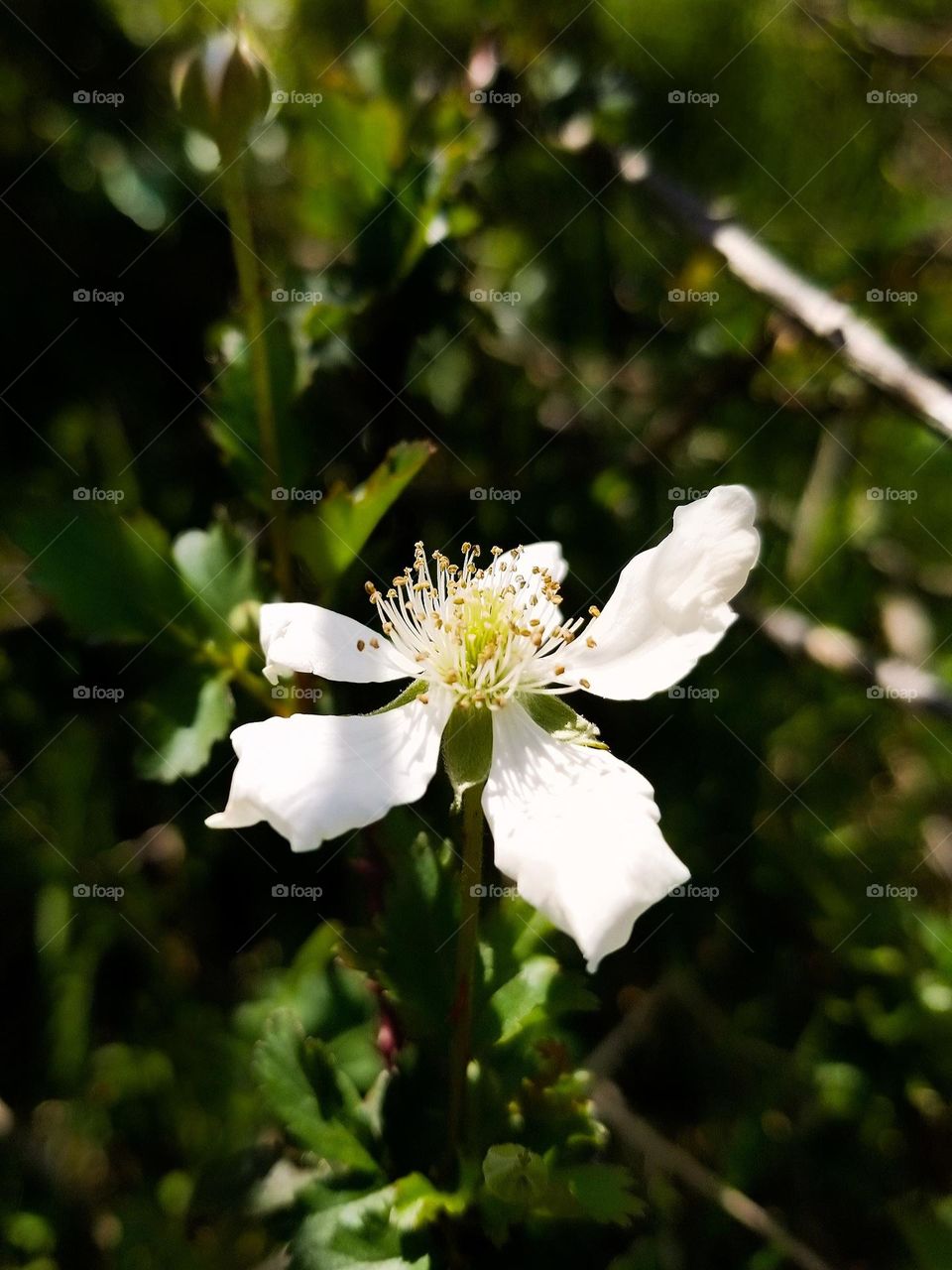 Wild Dewberry Bloom in the Sunshine