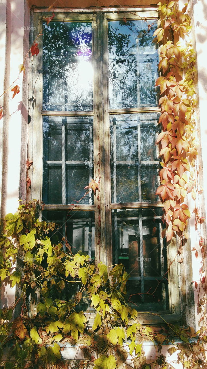 old window