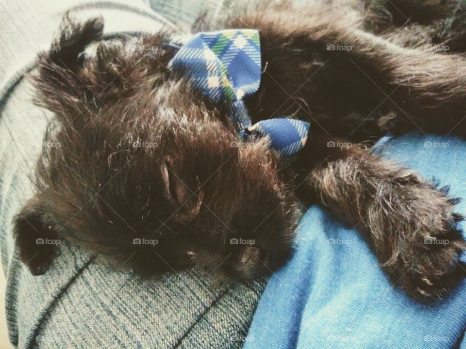 A sweet, sleeping puppy in a blue bow tie