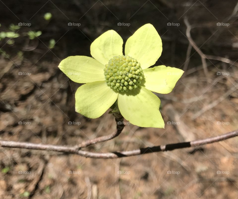 Dogwood Flower