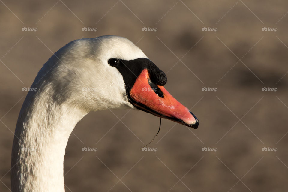 Portrait of a beautiful white swan with colorful beak - closeup on the head from the side  - närbild på vacker vit svan med röd orange näbb , från sidan 