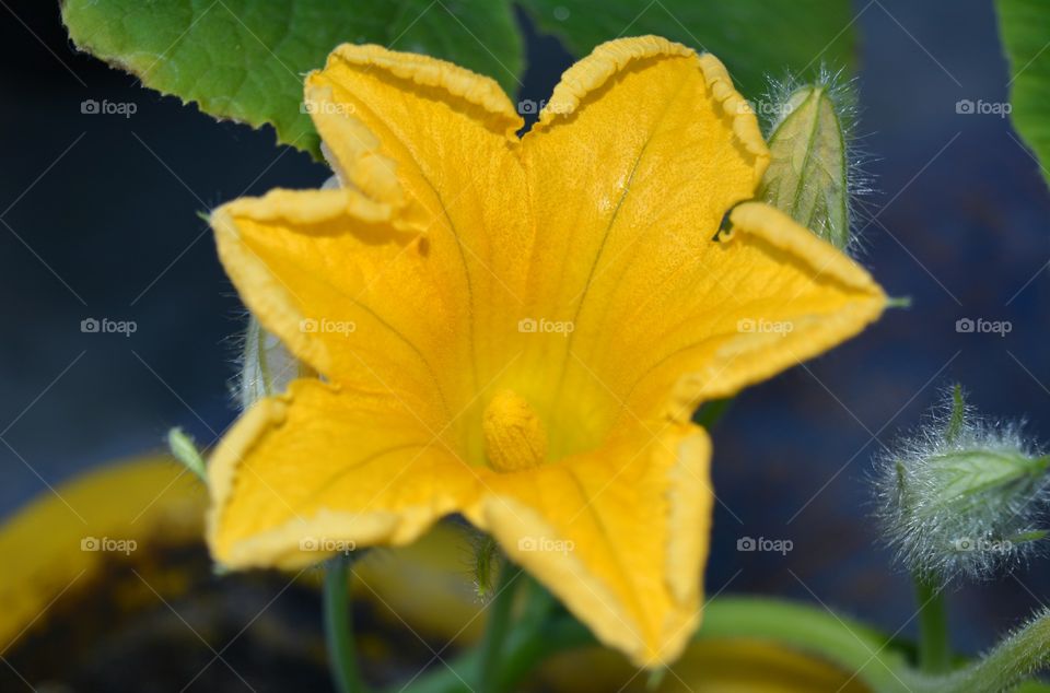 yellow pumpkin flower