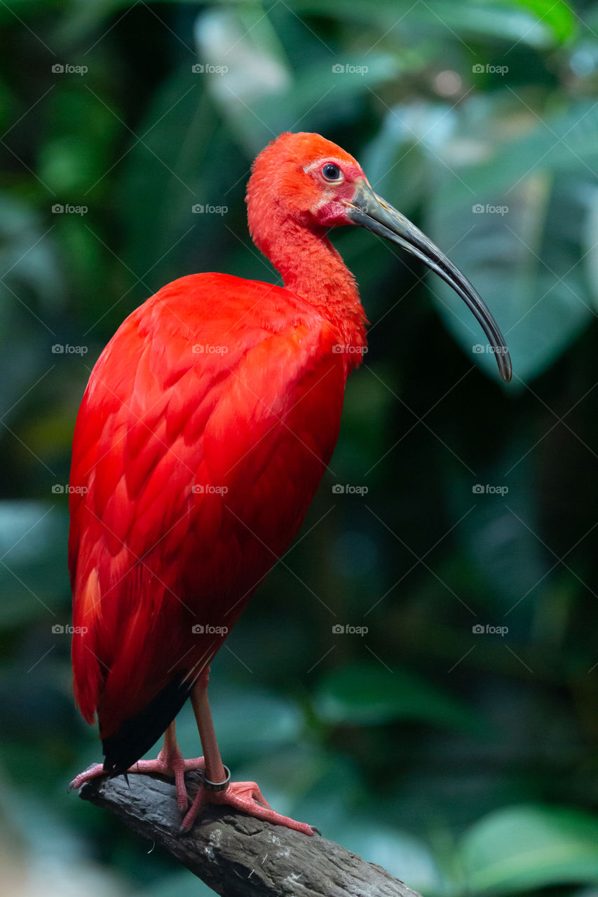 Beautiful red ibis bird 