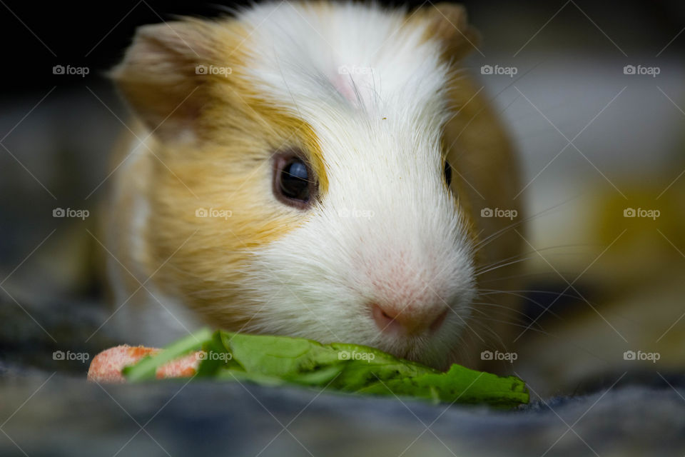 Guinea Pig