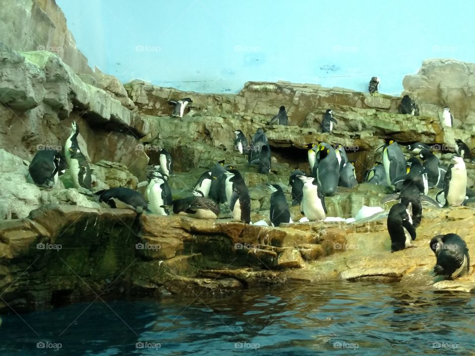Penguins at SeaWorld