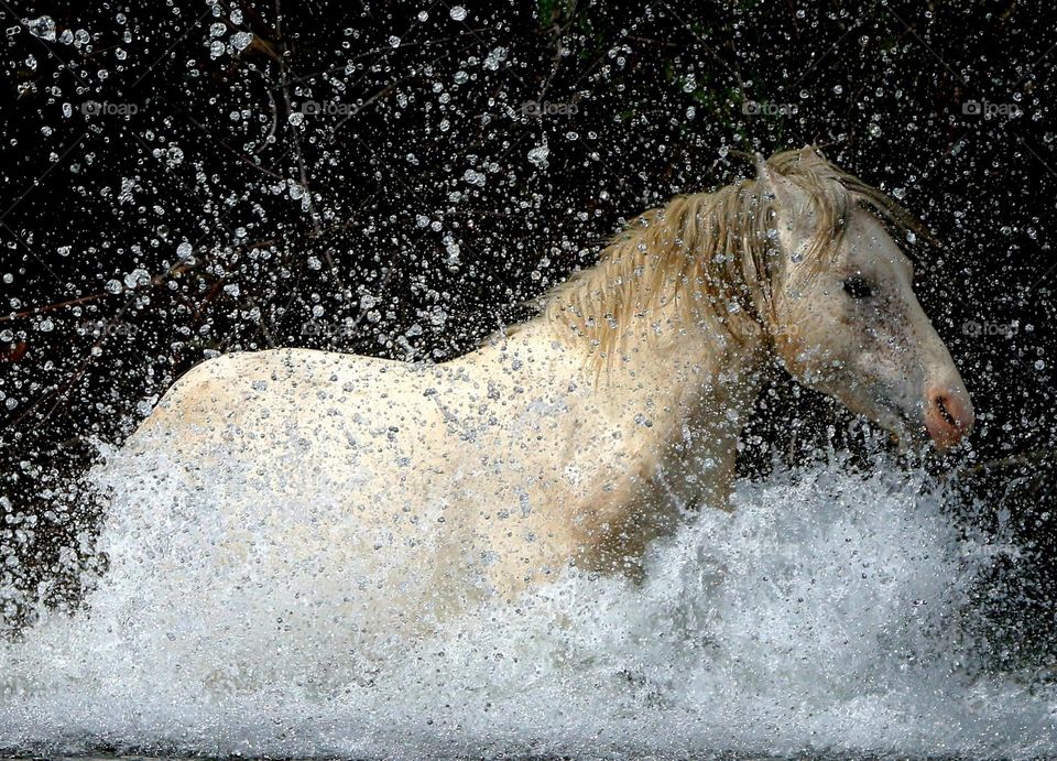 Wild Stallion Making a Splash