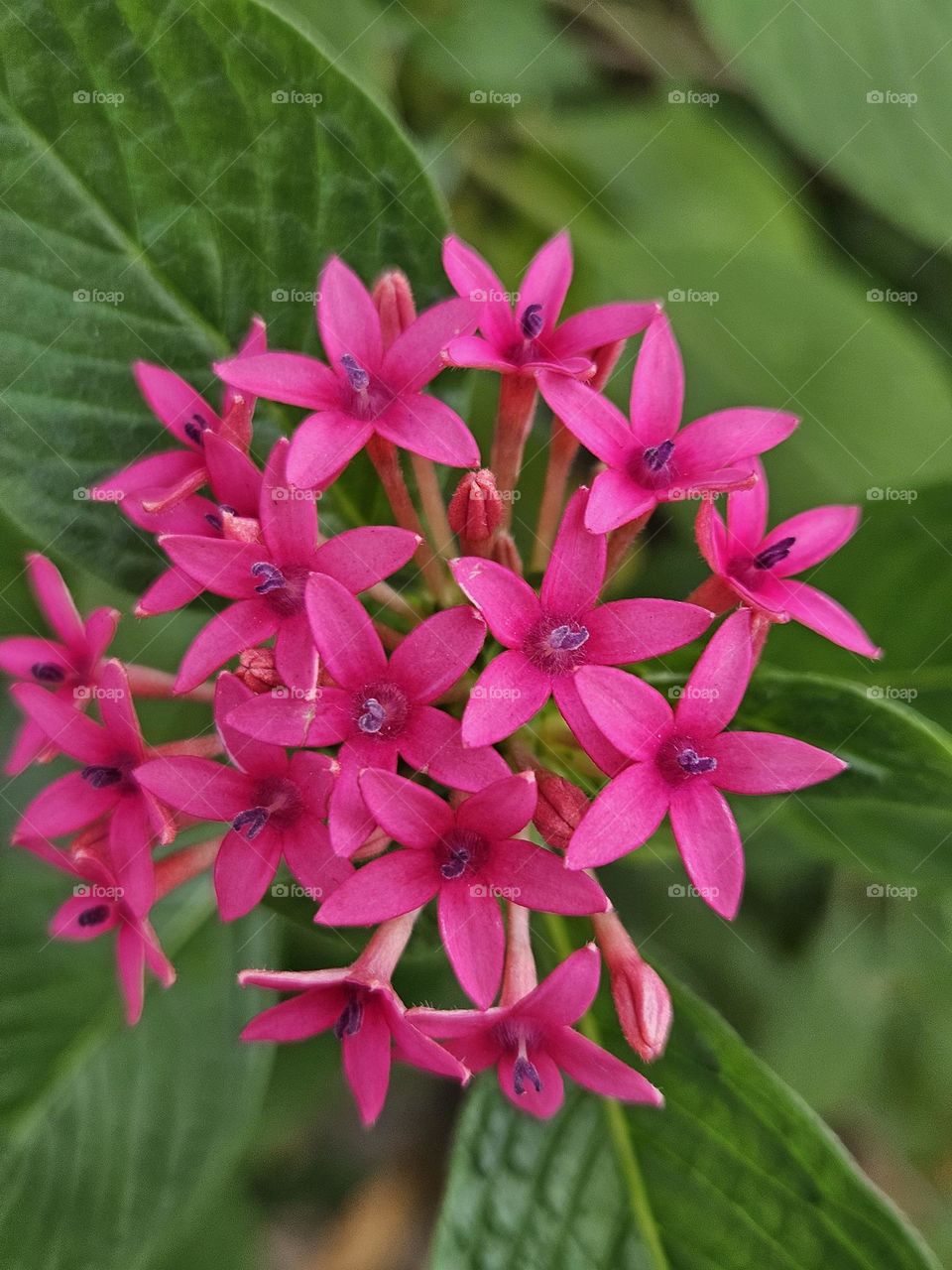 Close up shot of pink Pentas lanceolata flowers