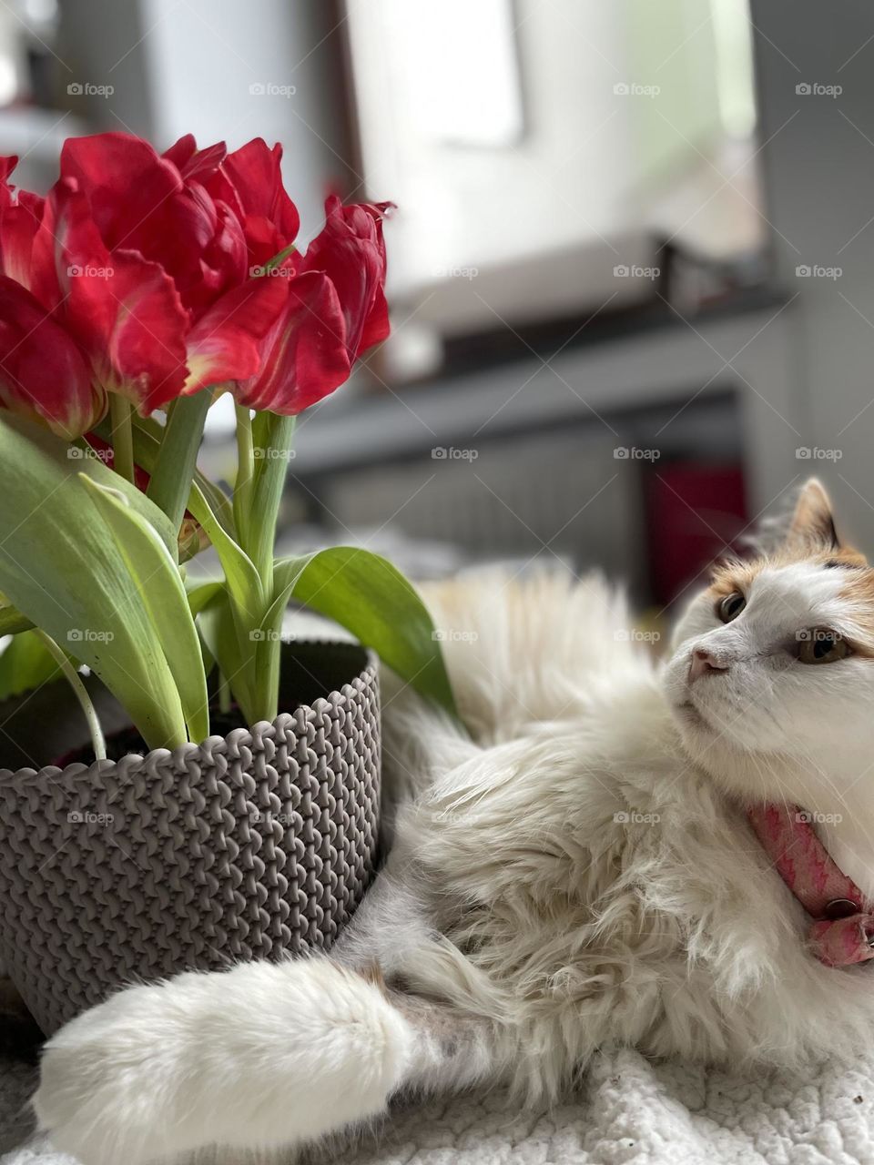 Cat with flower