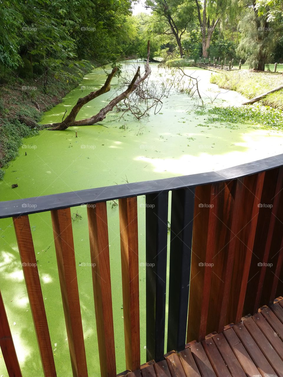 Plenty of spawn in the canal