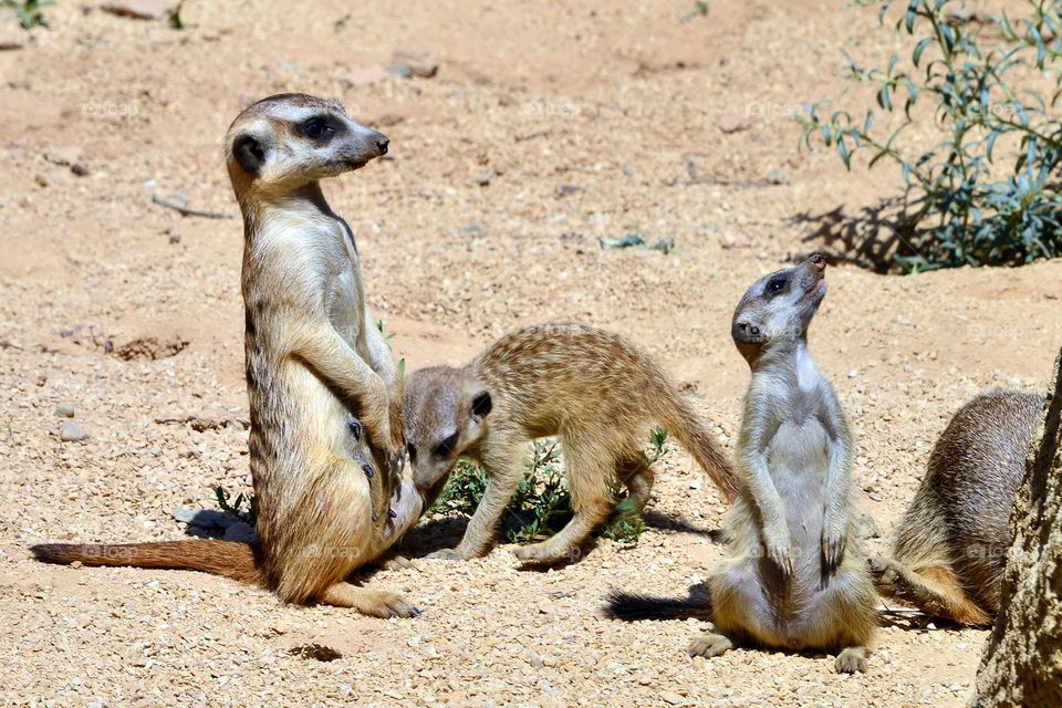 puppy Mongoose