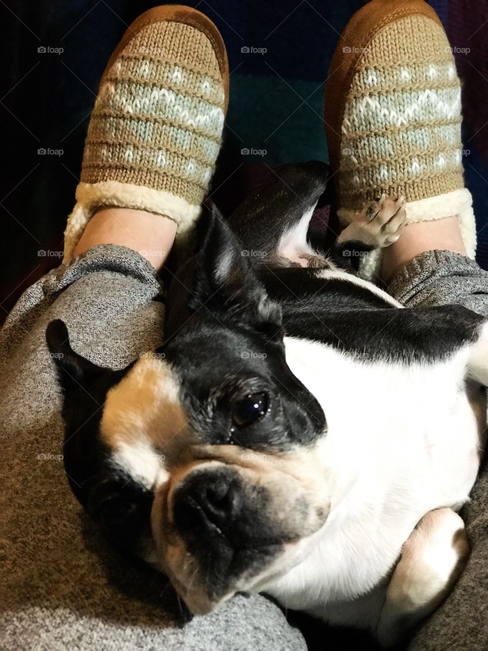 Finally bought my first pair of Acorn slippers & puppy thought it would be cute to chew on one! Hah, no actual chewing just drool. Guess she really likes them! I love them so will now keep them out of chewing range!  🐿