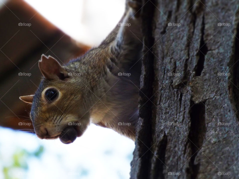 Squirrel in Tree with Nut in Mouth. This squirrel was startled to see me, so he froze long enough to snap his picture. It looks Luke he was gathering nuts for winter.