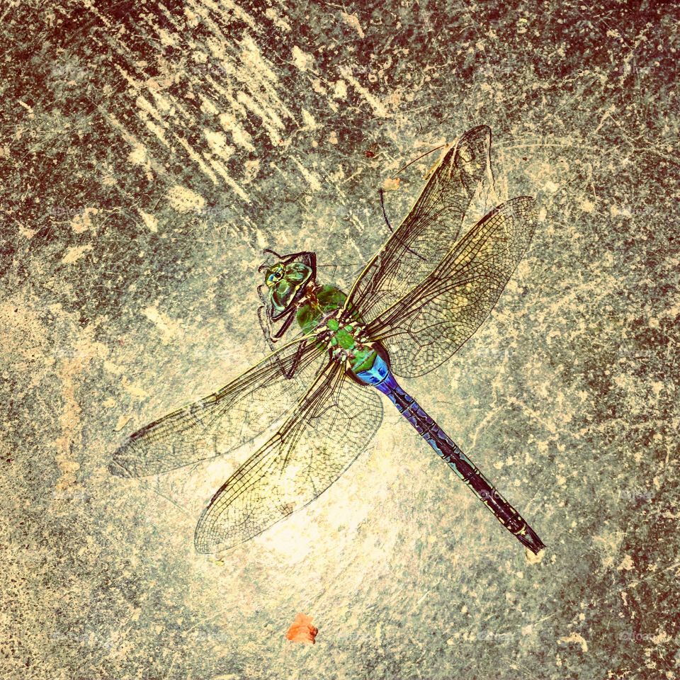 Dragonfly 