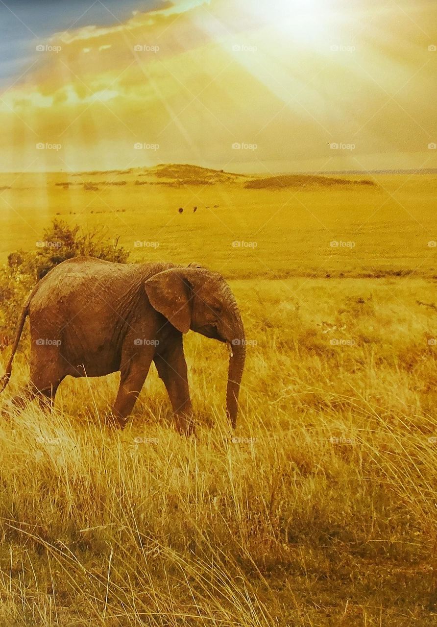 panel with elephant in the jungle