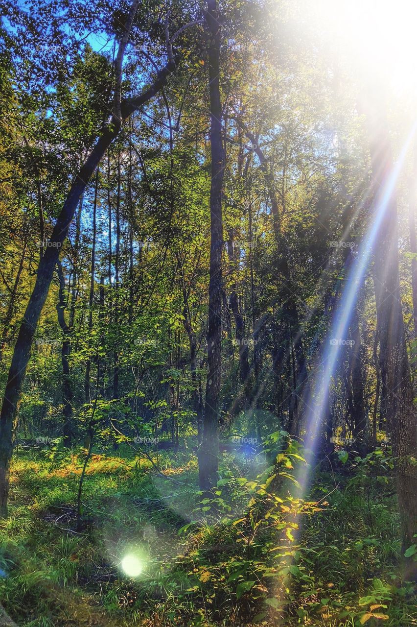 Forest Rays (edit by a friend)