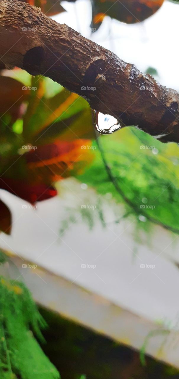 water droplet on branch of tree with cool background. 💧