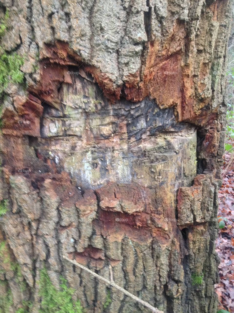 Bark, Tree, Log, Rough, Trunk