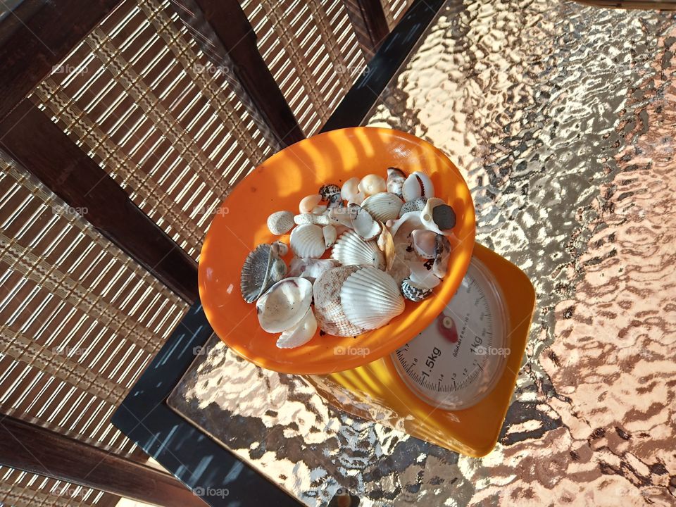 Seashells for sale