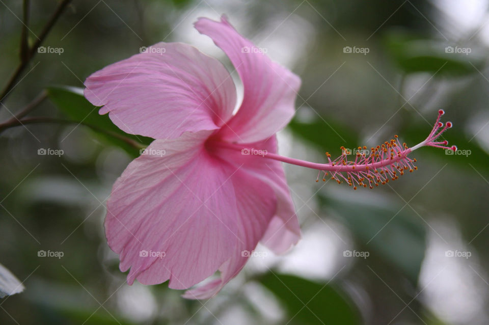 green garden flower grass by christ