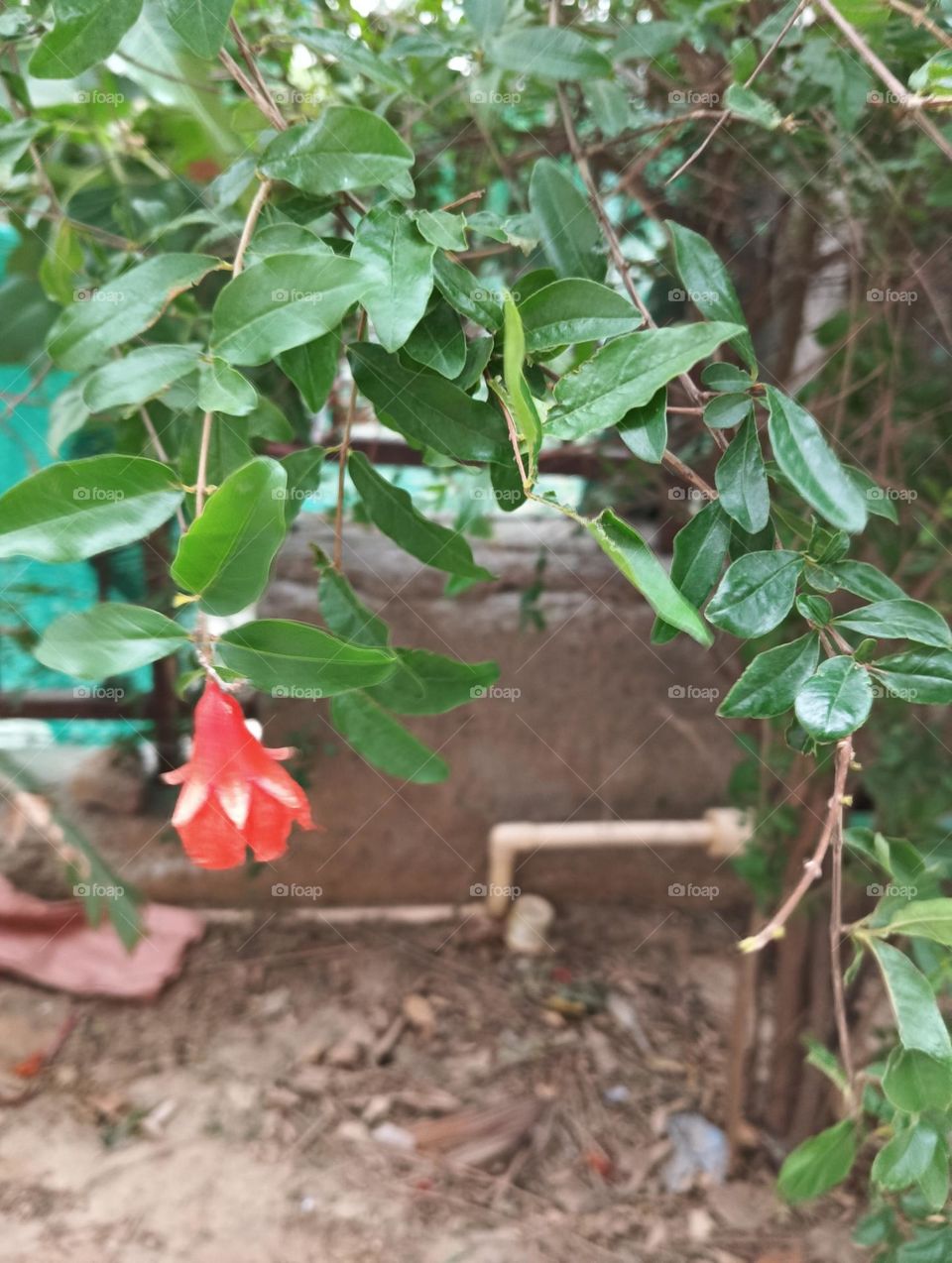 Pomegranate flower