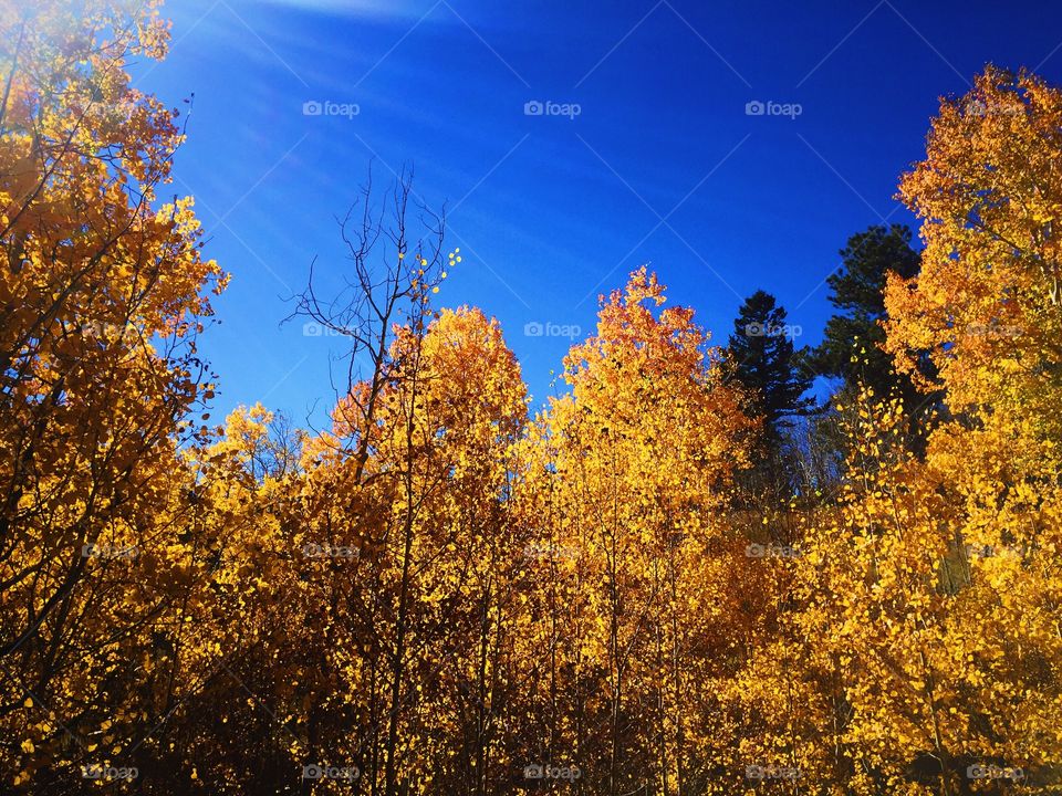 Yellow. Aspens in golden gate canyon state park, CO