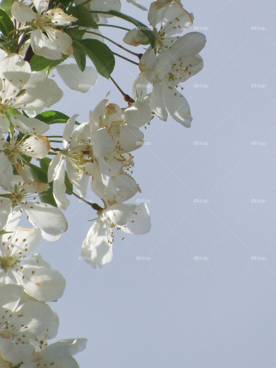 beautiful white Bradford pear blooms closeup in the springtime sun.