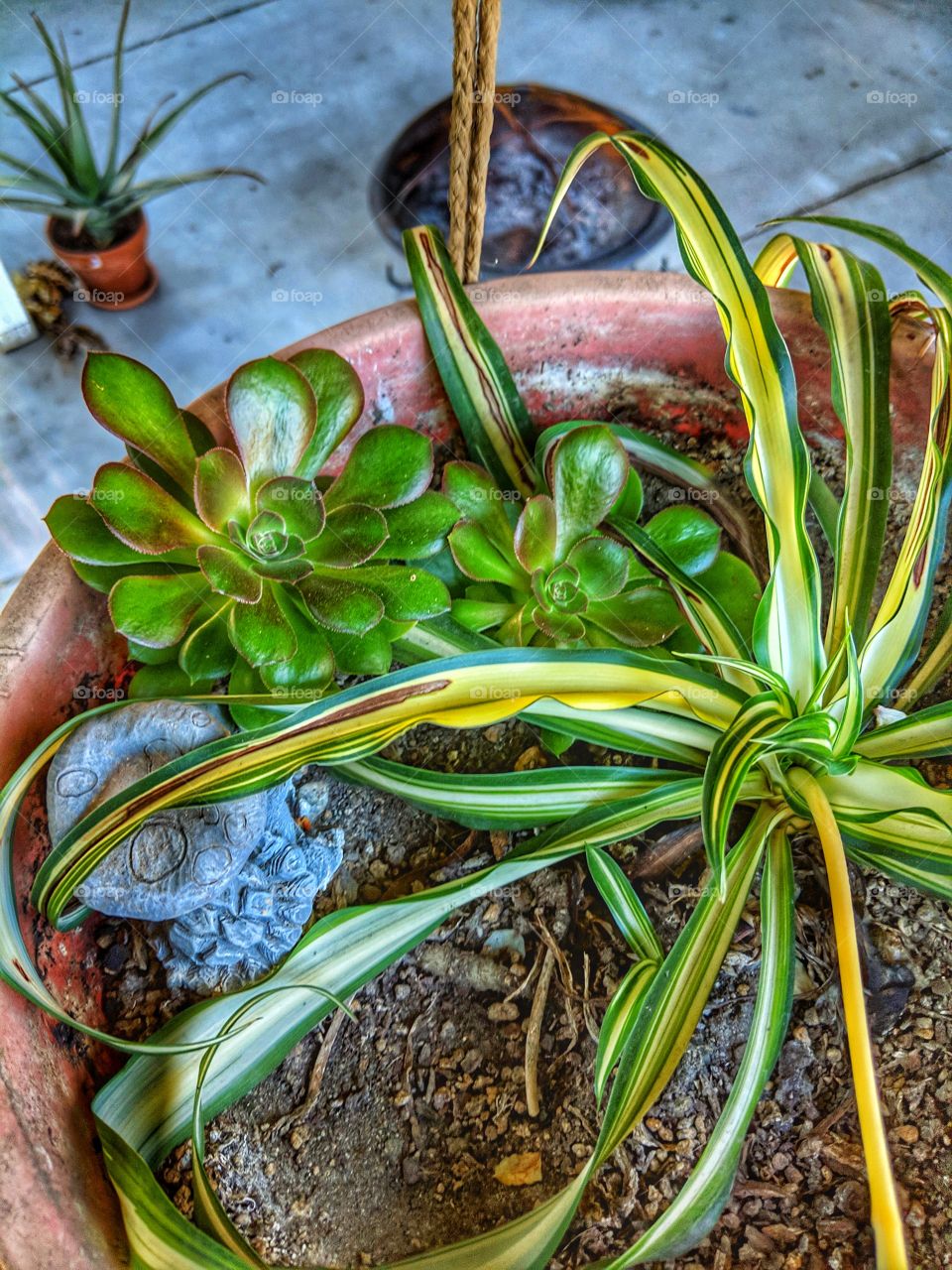 Succulent and Spider Plant