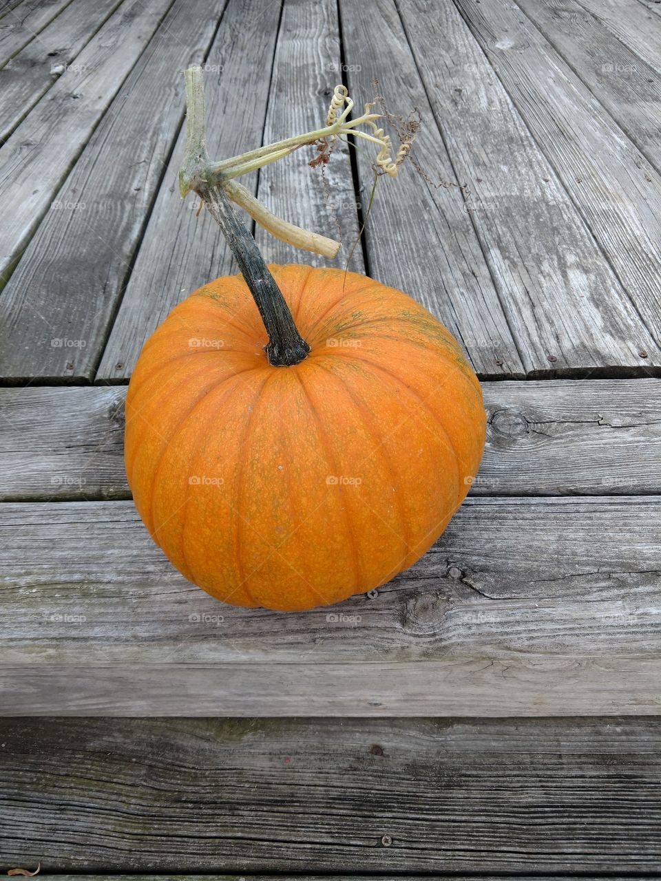 fresh pumpkin