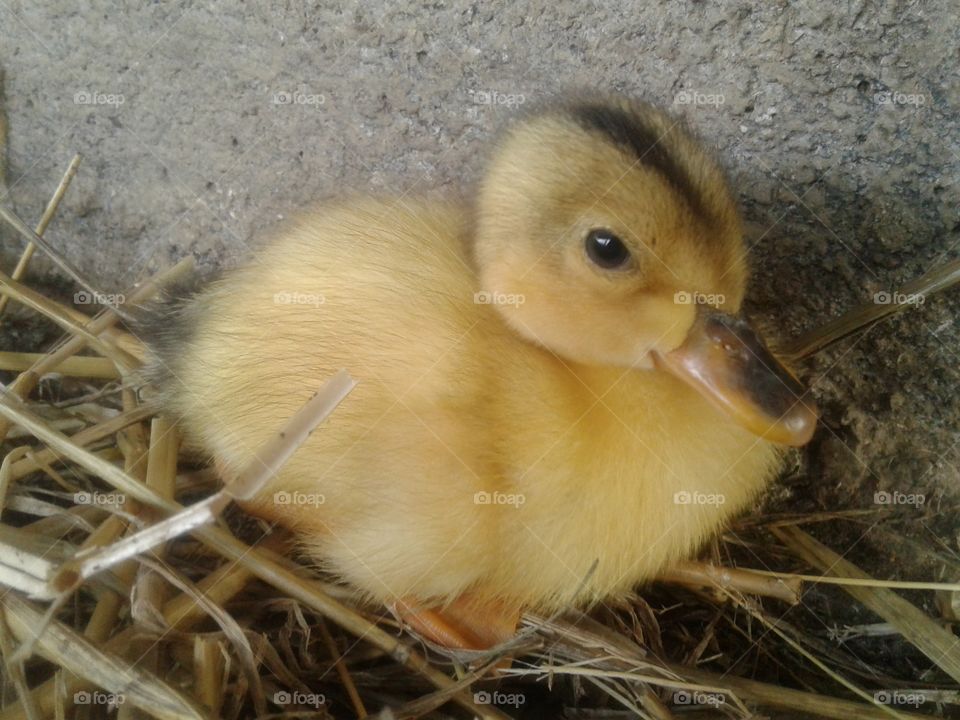 duckling