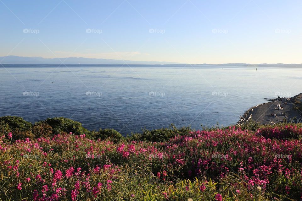 Summertime on the ocean shore where wildflowers are blooming 