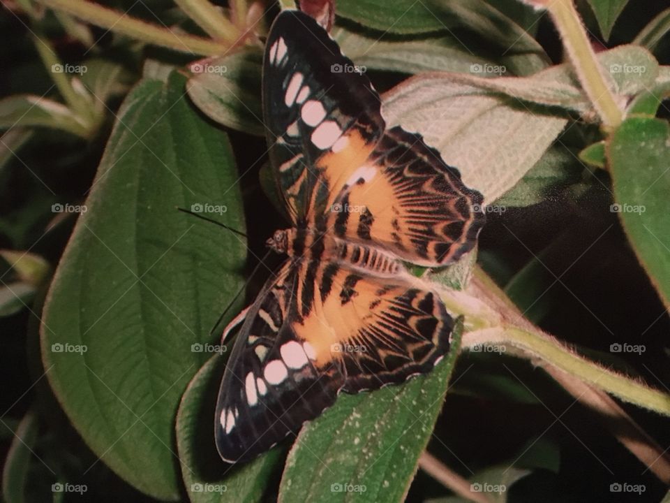 Orange butterfly