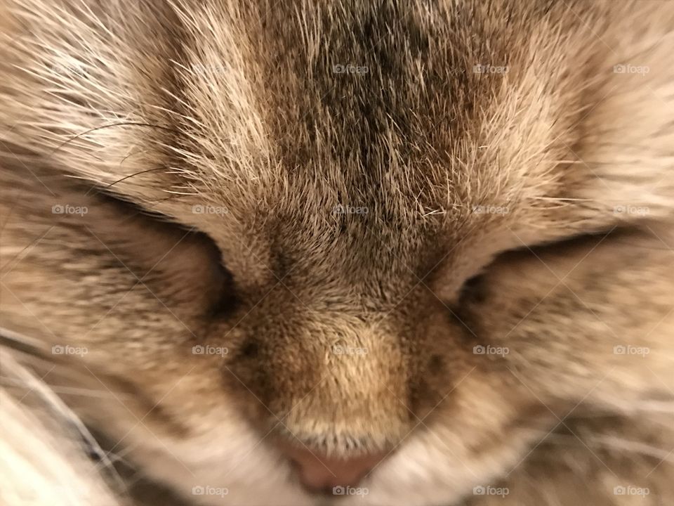 Face of my cat