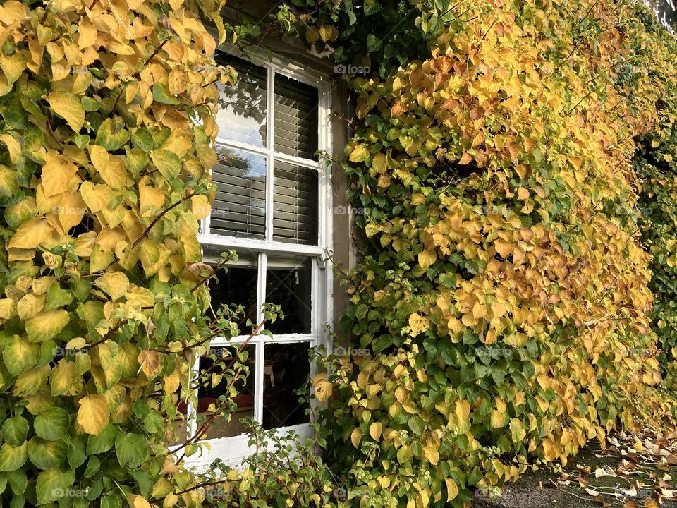 Autumn Leaves covering a house 