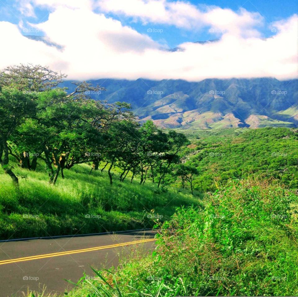 driving through Maui countryside