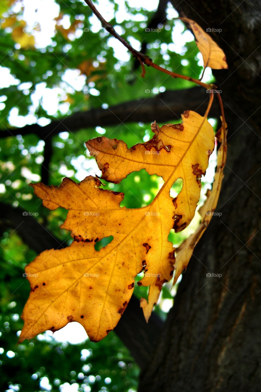 YEllow autumn leaf just about to fall