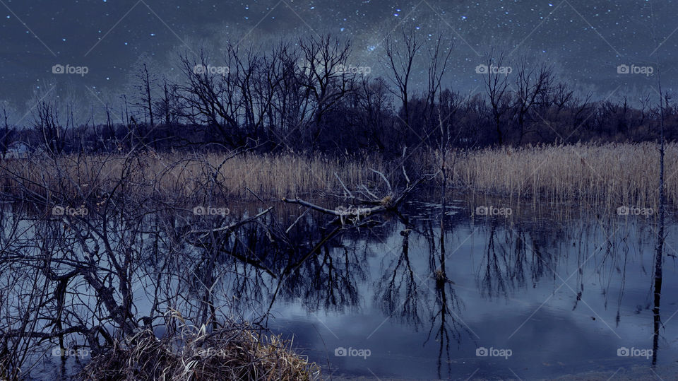 Scenic view of nature