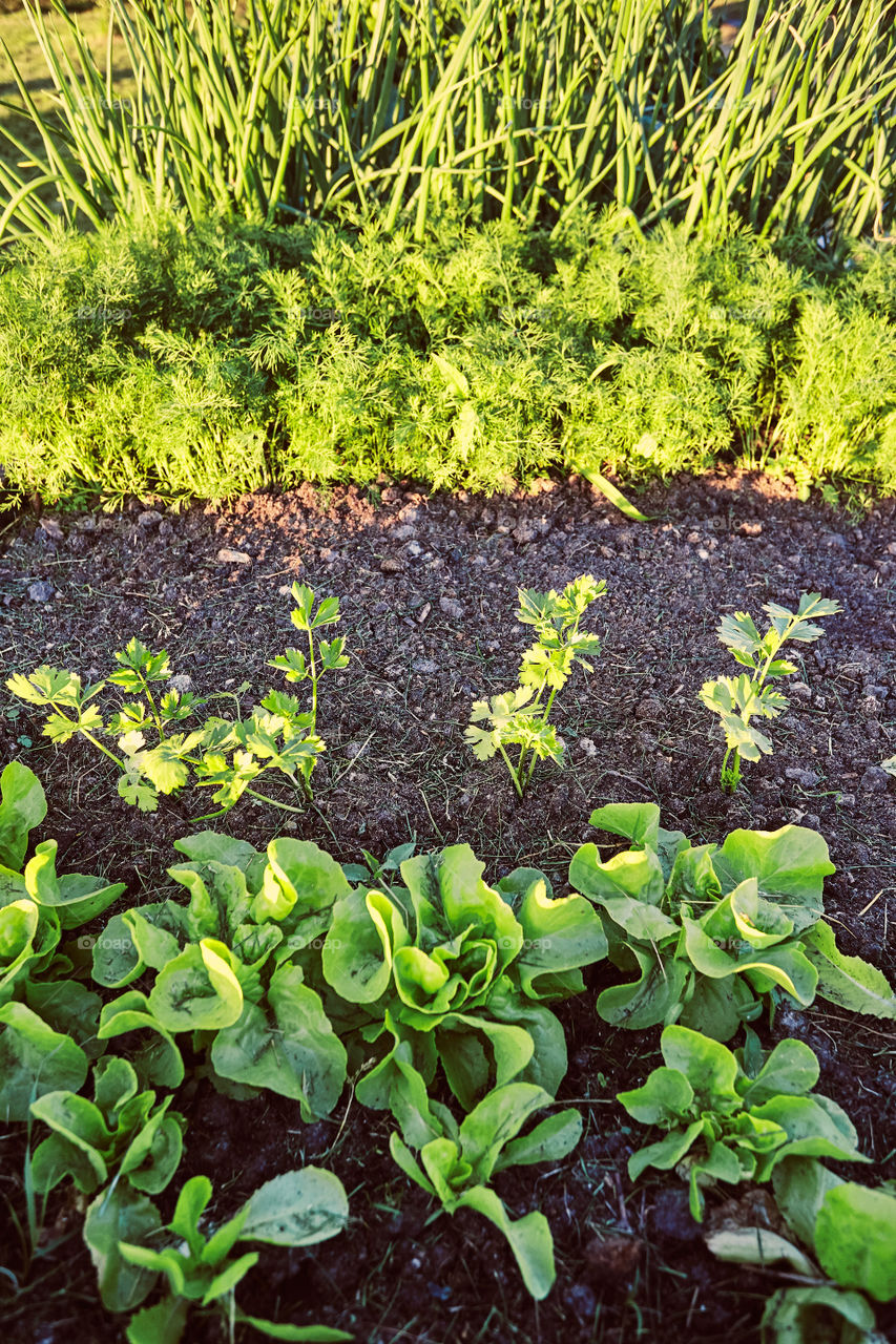 Vegetables growing in home garden. Lettuce, chives and carrot