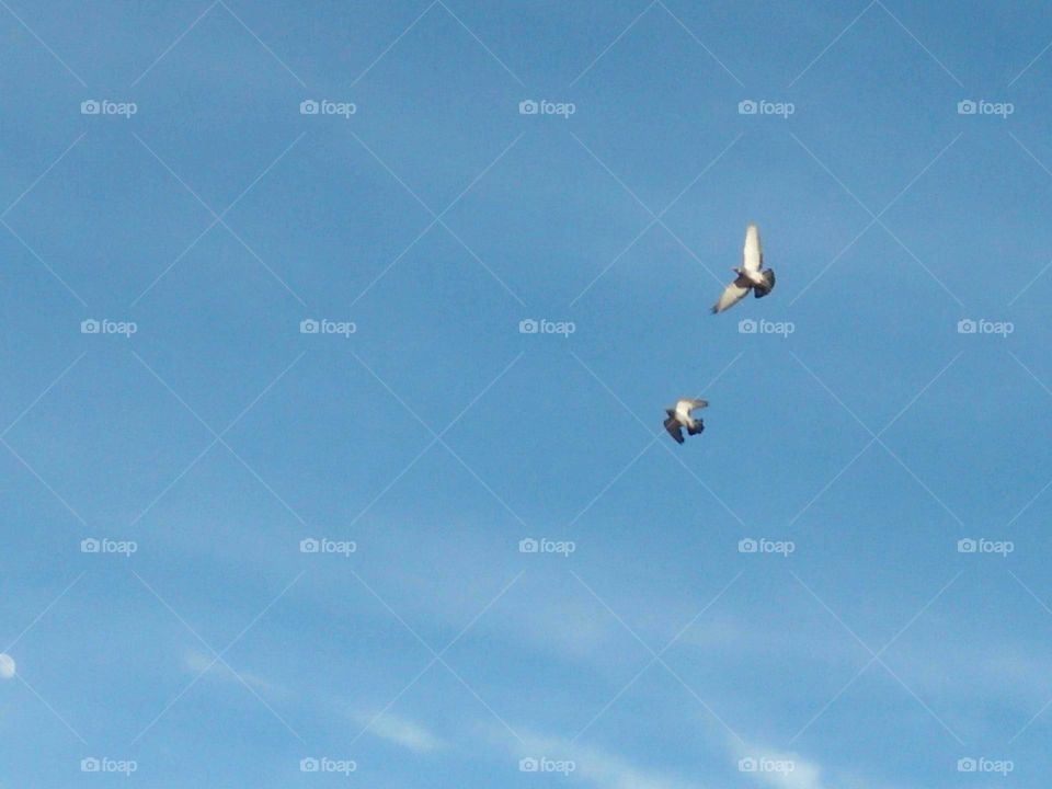 Two flying pigeons cross the sky.