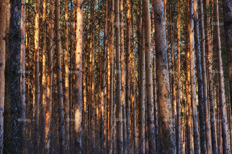 Trees in the forest