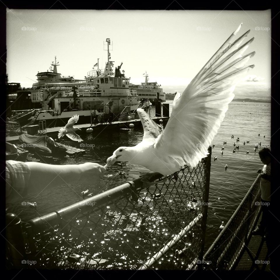 Seagull